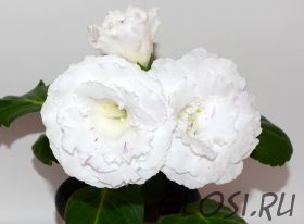 ЕН-Фантазия Дождя (сел.Е.Николаева) Новинка 2024. Фантазийный сорт!