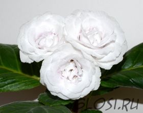 ЕН-Хлопок-2 (сел.Е.Николаева)