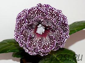 ЕН-Черешня на Снегу (сел.Е.Николаева) Новинка 2025!