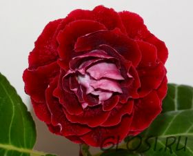 ЕН-Шелковое Сердце (сел.Е.Николаева) Новинка 2025!