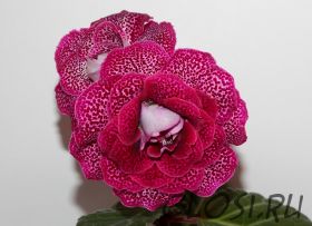 ЕН-Яркий Макияж (сел.Е.Николаева) Новинка 2025!