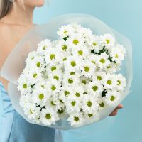 Хризантема (сорт Бакарди) 9 шт