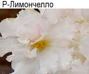 Р-Лимончелло (В.Зуб)  НОВИНКА КАТАЛОГА!