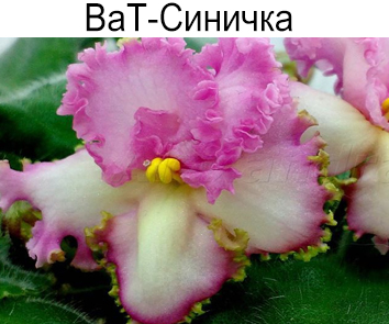 ВаТ-Синичка (Валькова)
