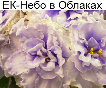 ЕК-Небо в Облаках (Коршунова)  НОВИНКА КАТАЛОГА!