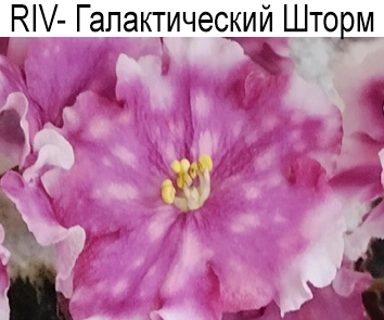 RIV-Галактический Шторм (Растегаева Ирина)  НОВИНКА КАТАЛОГА!