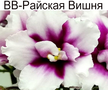 ВВ-Райская Вишня (З.Герасимчук)