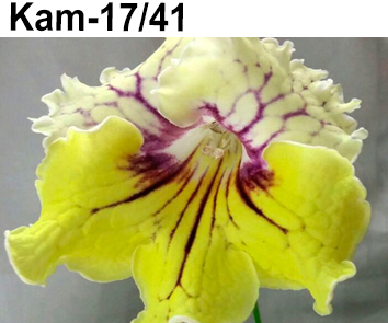 Kam-17/41 (Тимошина)