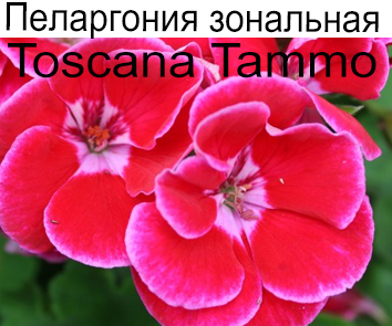 Пеларгония зональная Tammo