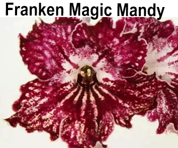 Franken Magic Mandy  (Frank Davies)