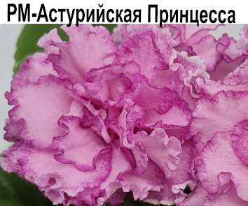 РМ-Астурийская Принцесса (Скорнякова)  НОВИНКА