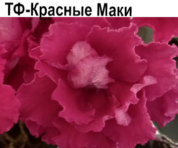 ТФ-Красные Маки (Фурлетова)  НОВИНКА КАТАЛОГА!