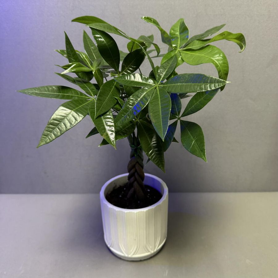 Дерево СЧАСТЬЯ