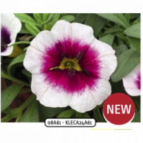 КАЛИБРАХОА FRESH AND FRUITY PANNA COTTA (Я)