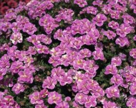 КАЛИБРАХОА MINIFAMOUS NEO DOUBLE LOOPY PINK (Я)