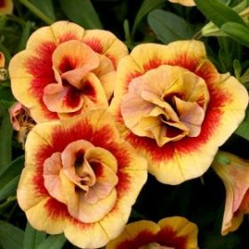 КАЛИБРАХОА MINIFAMOUS NEO DOUBLE ORANGE TASTIC (Я)