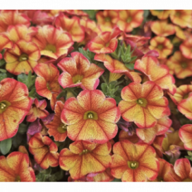 КАЛИБРАХОА MINIFAMOUS UNO BAKARI (Я)