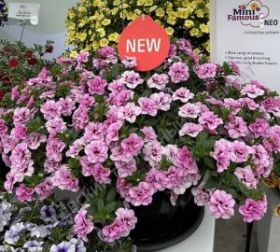 КАЛИБРАХОА MINIFAMOUS UNO DOUBLE PINK PURPLE EYE (Я)