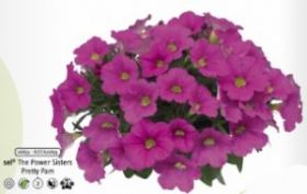 КАЛИБРАХОА+ПЕТУНИЯ THE POWER SISTERS PRETTY PAM (Я)