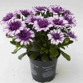ОСТЕОСПЕРМУМ FLOWER POWER 3D BLUEBERRY SHAKE