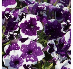 ПЕТУНИЯ ALPETUNIA GLACIER SKY