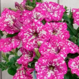 ПЕТУНИЯ FAMOUS BABY DOLL (Я)