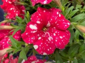 ПЕТУНИЯ FAMOUS CHERRY SKY (Я)