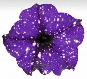 ПЕТУНИЯ FAMOUS MIDNIGHT SKY (Я)