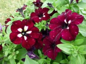 ПЕТУНИЯ LIGHTING SKY (Я)