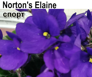 Norton's Elaine (J. Norton) спорт