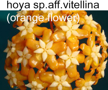 Хойя Sp.Aff.Vitellina (orange flover)  НОВИНКА КАТАЛОГА!