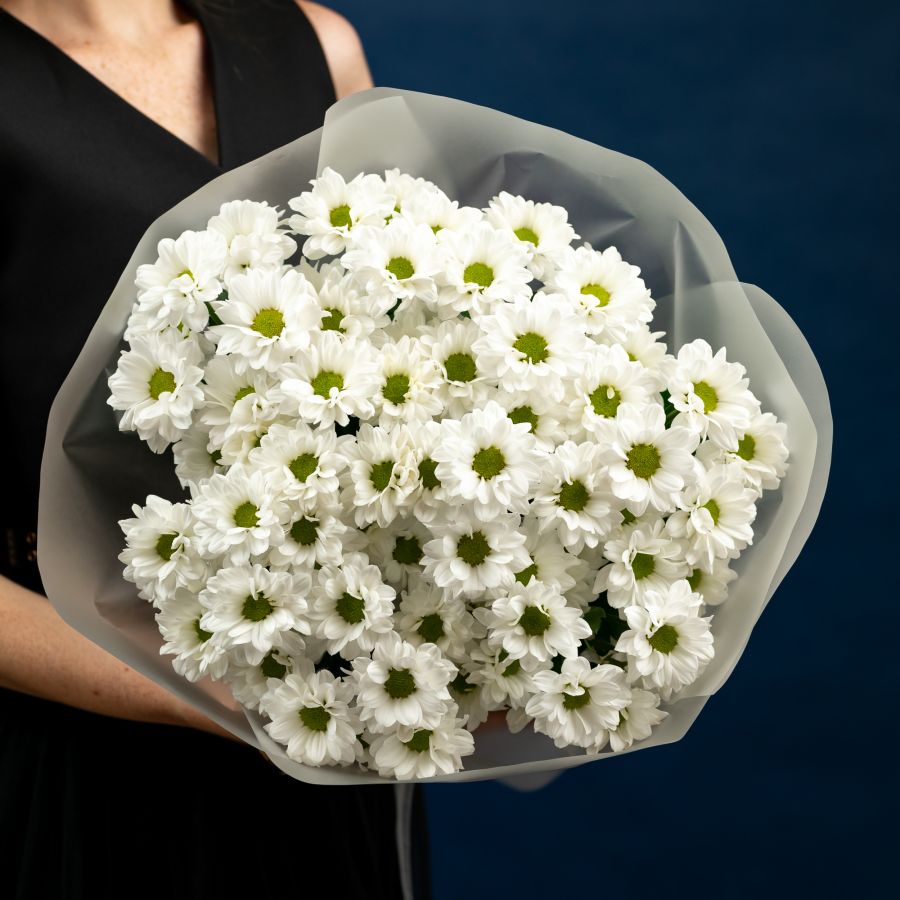 Хризантема (сорт Бакарди) 9 шт