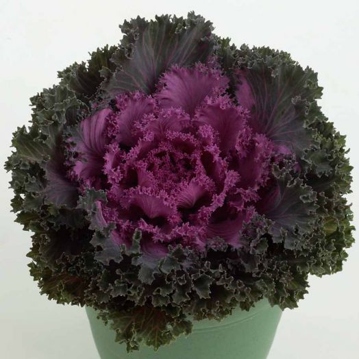 Капуста декоративная (Brassica oleraceae) Nagoya Red, 50 семян