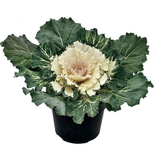 Капуста декоративная (Brassica oleraceae) Osaka White, 50 семян