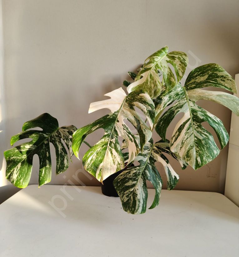 Монстера Альба (Вариегатная)