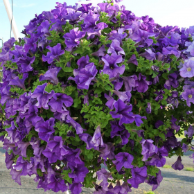 ПЕТУНИЯ Fanfare® Blue