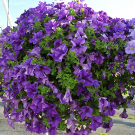 ПЕТУНИЯ Fanfare® Blue (Я)