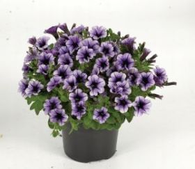 ПЕТУНИЯ Vivini™ Purple Vein (Я)