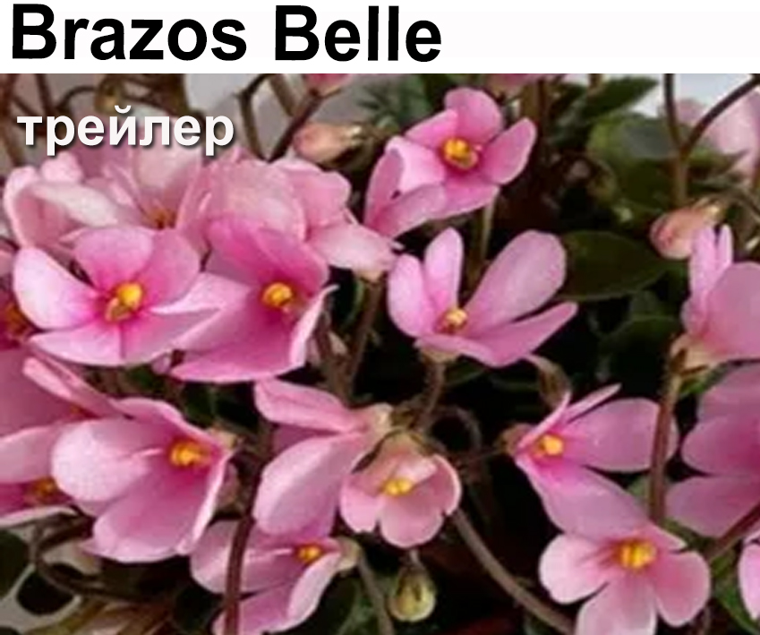 Brazos Belle  (Ray L.)  НОВИНКА КАТАЛОГА!
