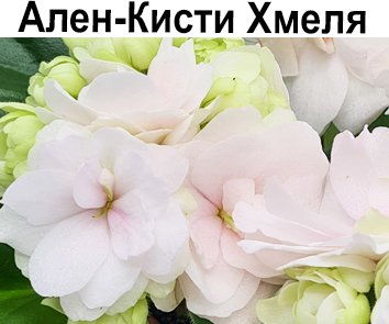 Ален-Кисти Хмеля (Вольская)