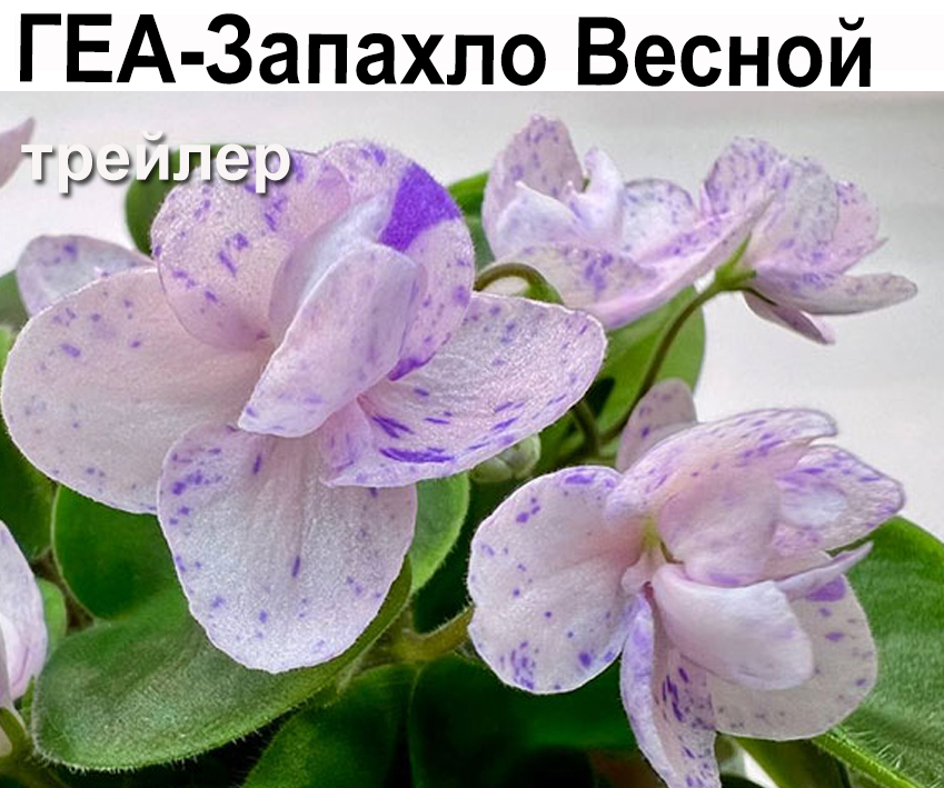 ГЕА-Запахло Весной (Галицкая)  НОВИНКА КАТАЛОГА!