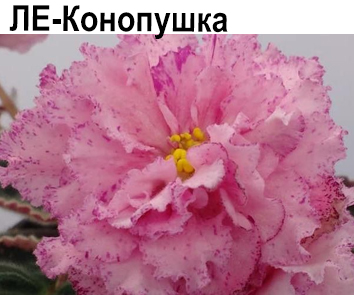 ЛЕ-Конопушка (Лебецкая)  НОВИНКА КАТАЛОГА!
