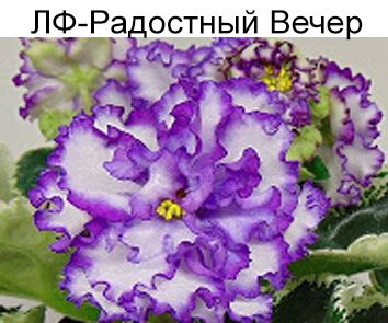 ЛФ-Радостный Вечер (Федосеева)