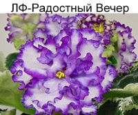 ЛФ-Радостный Вечер (Федосеева)