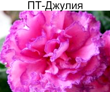 ПТ-Джулия (Пугачева)