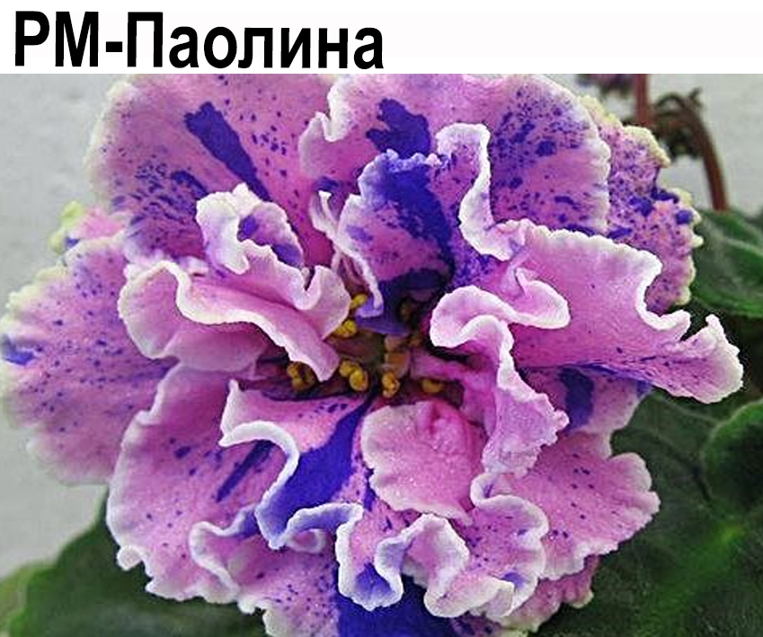 РМ-Паолина (Скорнякова)   НОВИНКА КАТАЛОГА!