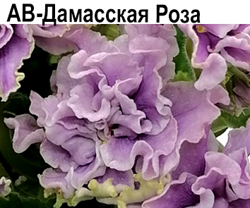АВ-Дамасская Роза  НОВИНКА КАТАЛОГА!