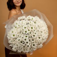 Хризантема (сорт Бакарди) в оформлении (25 шт)