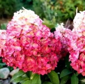 Гортензия метельчатая MAGICAL MOUNT MALINCHE