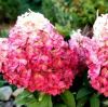 Гортензия метельчатая MAGICAL MOUNT MALINCHE